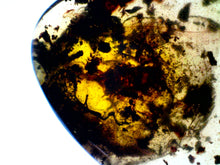 Load image into Gallery viewer, Dinosaur age Burmite Fossil AMBER with a Rare LARGE 8 MM SCORPION! TESTED FOR AUTHENTICITY!!
