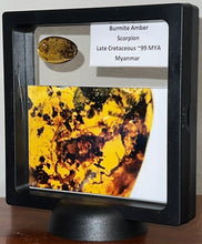 Load image into Gallery viewer, Dinosaur age Burmite Fossil AMBER with a Rare LARGE 8 MM SCORPION! TESTED FOR AUTHENTICITY!!
