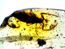 Load image into Gallery viewer, Dinosaur age Burmite Fossil AMBER with a Rare HUGE 11 MM SCORPION! TESTED FOR AUTHENTICITY!!
