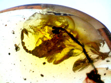Load image into Gallery viewer, GEM Dinosaur age Burmite Fossil AMBER with a Rare LARGE 8 MM SCORPION! TESTED FOR AUTHENTICITY!!
