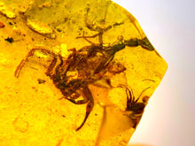 Load image into Gallery viewer, Dinosaur age Burmite Fossil AMBER with a Rare SCORPION! TESTED FOR AUTHENTICITY!!
