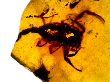 Load image into Gallery viewer, Dinosaur age Burmite Fossil AMBER with a Rare SCORPION! TESTED FOR AUTHENTICITY!!

