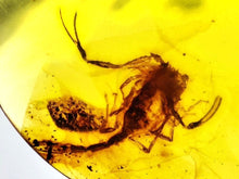 Load image into Gallery viewer, Dinosaur age Burmite Fossil AMBER with a Rare SCORPION! TESTED FOR AUTHENTICITY!!
