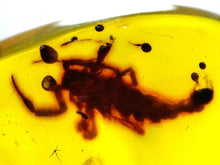 Load image into Gallery viewer, Dinosaur age Burmite Fossil AMBER with a Rare LARGE 7 MM SCORPION! TESTED FOR AUTHENTICITY!!

