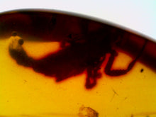 Load image into Gallery viewer, Dinosaur age Burmite Fossil AMBER with a Rare LARGE 7 MM SCORPION! TESTED FOR AUTHENTICITY!!
