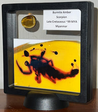 Load image into Gallery viewer, Dinosaur age Burmite Fossil AMBER with a Rare LARGE 7 MM SCORPION! TESTED FOR AUTHENTICITY!!
