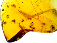 Load image into Gallery viewer, GEM Dinosaur age Burmite Fossil AMBER with rare SPIDER SWARM! 13 SPIDERS! TESTED FOR AUTHENTICITY!!

