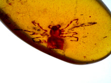 Load image into Gallery viewer, Dinosaur age Burmite Fossil AMBER with rare HUGE 6.6 MM SPIDER! TESTED FOR AUTHENTICITY!!
