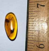 Load image into Gallery viewer, Dinosaur age Burmite Fossil AMBER with rare HUGE 6.6 MM SPIDER! TESTED FOR AUTHENTICITY!!
