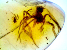 Load image into Gallery viewer, Dinosaur age Burmite Fossil AMBER with rare HUGE 9 MM SPIDER and MITE! TESTED FOR AUTHENTICITY!!
