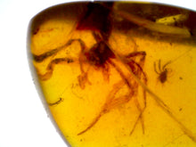 Load image into Gallery viewer, Dinosaur age Burmite Fossil AMBER with rare HUGE 9 MM SPIDER and MITE! TESTED FOR AUTHENTICITY!!
