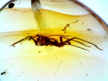 Load image into Gallery viewer, GEM Dinosaur age Burmite Fossil AMBER with rare HUGE 12 MM SPIDER! TESTED FOR AUTHENTICITY!!
