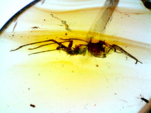 Load image into Gallery viewer, GEM Dinosaur age Burmite Fossil AMBER with rare HUGE 12 MM SPIDER! TESTED FOR AUTHENTICITY!!
