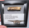 fossils for personal use, legally collected