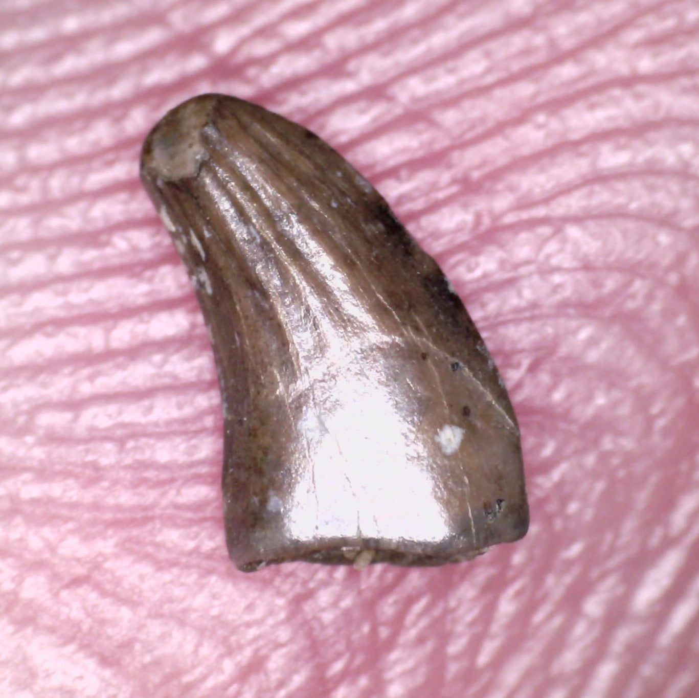 Rare Paronychodon Fossil Tooth Raptor Relative from the Hell Creek .219 Inches!