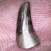 Load image into Gallery viewer, Rare Paronychodon Fossil Tooth Raptor Relative from the Hell Creek .42 Inches!
