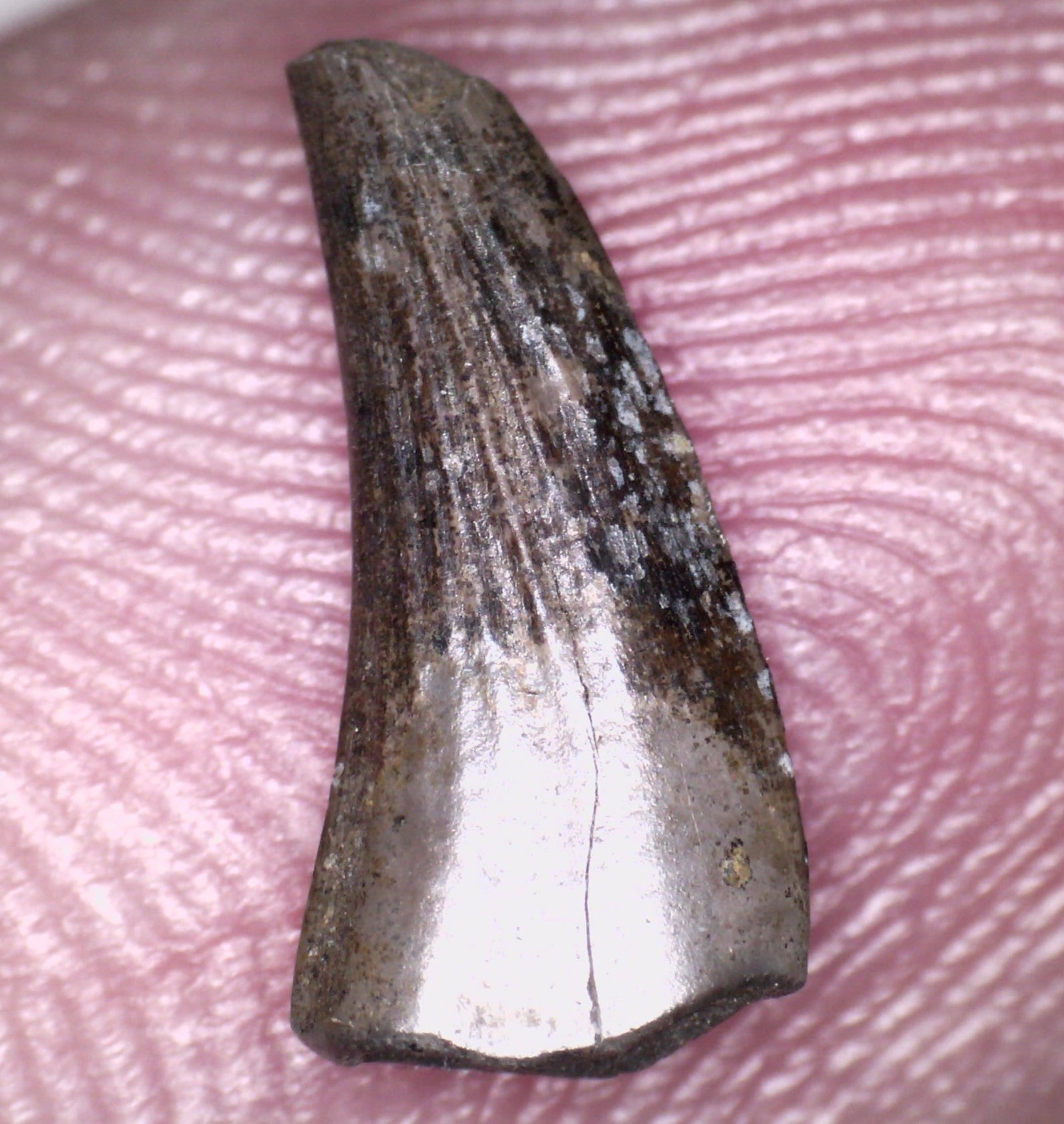 Rare Paronychodon Fossil Tooth Raptor Relative from the Hell Creek .42 Inches!