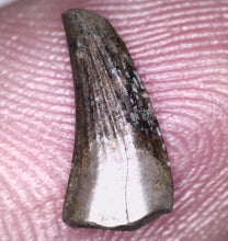 Load image into Gallery viewer, Rare Paronychodon Fossil Tooth Raptor Relative from the Hell Creek .42 Inches!
