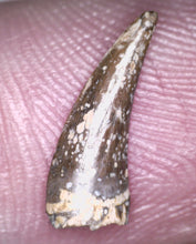 Load image into Gallery viewer, Rare Paronychodon Fossil Tooth Raptor Relative from the Hell Creek .5 Inches!
