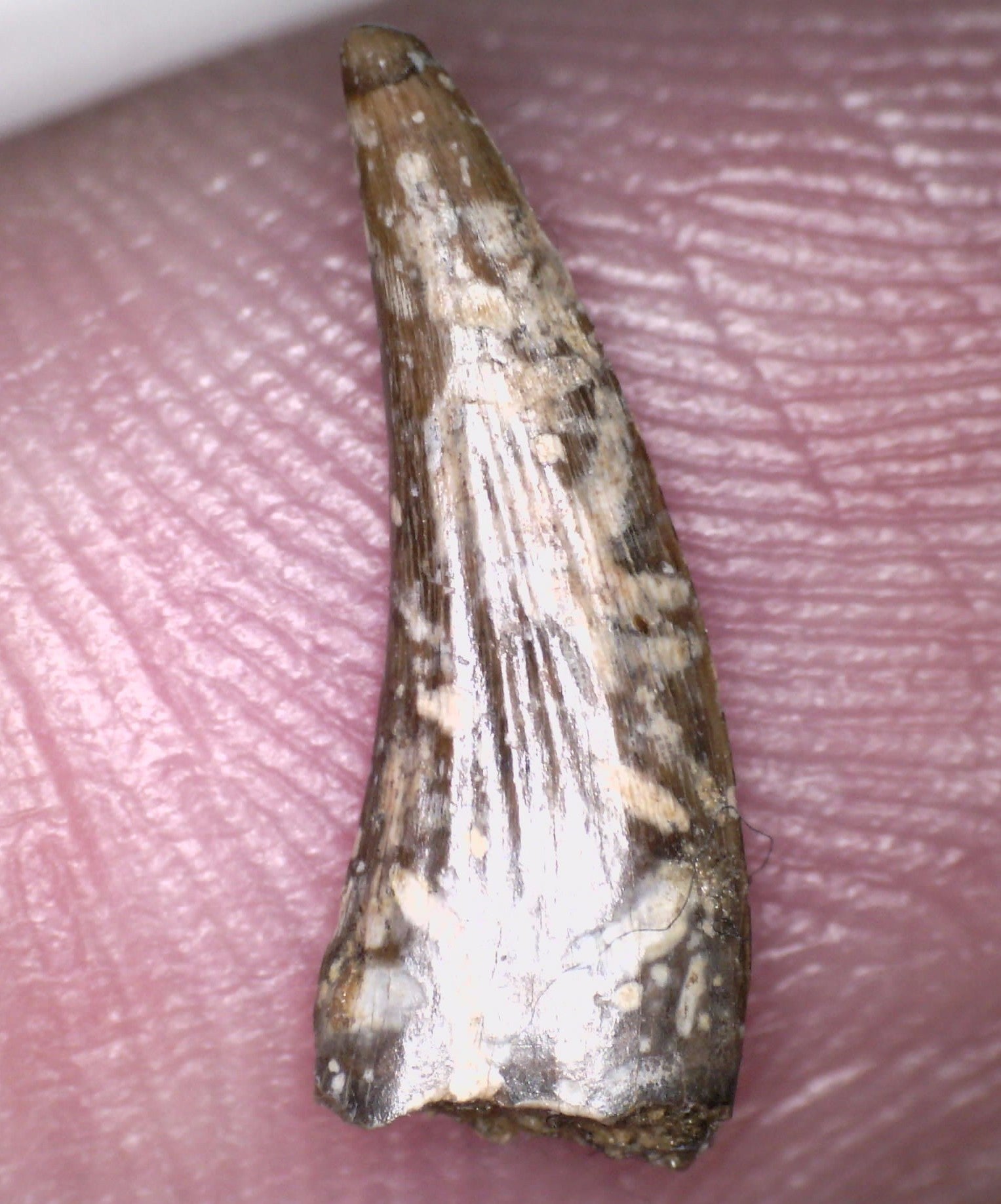 Rare Paronychodon Fossil Tooth Raptor Relative from the Hell Creek .5 Inches!