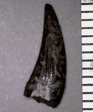 Load image into Gallery viewer, Rare Paronychodon Fossil Tooth Raptor Relative from the Hell Creek .5 Inches!
