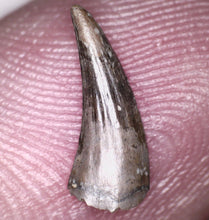 Load image into Gallery viewer, Rare Paronychodon Tooth Raptor Relative from the Hell Creek .45 Inches!

