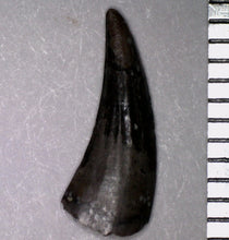 Load image into Gallery viewer, Rare Paronychodon Tooth Raptor Relative from the Hell Creek .45 Inches!
