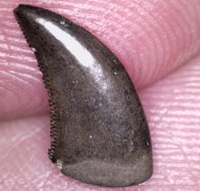 Load image into Gallery viewer, Super Rare Dakotaraptor Tooth Dromaeosaur True Raptor from the Hell Creek .4495 Inches!
