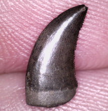 Load image into Gallery viewer, Super Rare Dakotaraptor Tooth Dromaeosaur True Raptor from the Hell Creek .4495 Inches!
