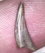 Load image into Gallery viewer, Rare Paronychodon Fossil Tooth Raptor Relative from the Hell Creek .51 Inches!
