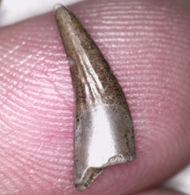 Load image into Gallery viewer, Rare Paronychodon Fossil Tooth Raptor Relative from the Hell Creek .51 Inches!
