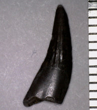 Load image into Gallery viewer, Rare Paronychodon Fossil Tooth Raptor Relative from the Hell Creek .51 Inches!
