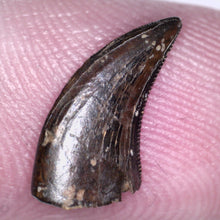 Load image into Gallery viewer, Rare Acheroraptor Tooth Dromaeosaur True Raptor from the Hell Creek .5175 Inches!
