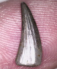 Load image into Gallery viewer, Rare Paronychodon Fossil Tooth Raptor Relative from the Hell Creek .48 Inches!
