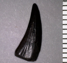 Load image into Gallery viewer, Rare Paronychodon Fossil Tooth Raptor Relative from the Hell Creek .48 Inches!
