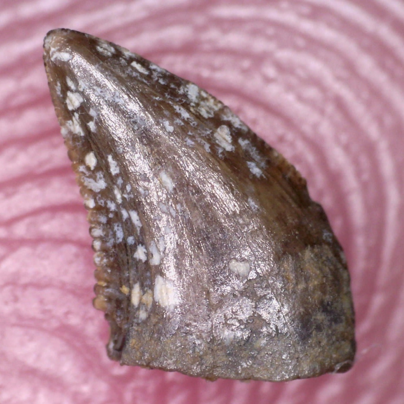 Rare Richardoestesia Fossil Tooth Raptor Relative from the Hell Creek .213 Inches!