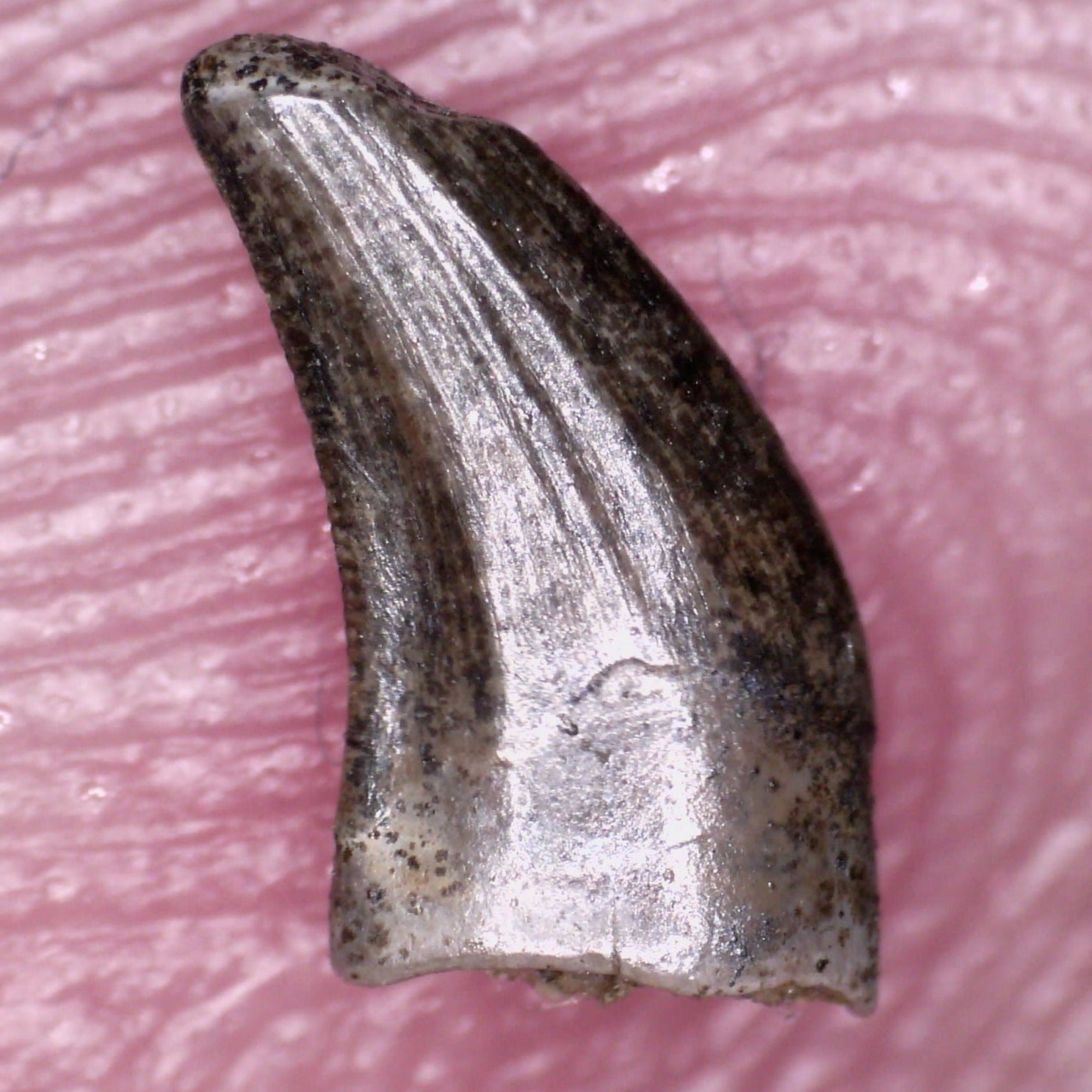 Rare Richardoestesia Fossil Tooth Raptor Relative from the Hell Creek .25 Inches!