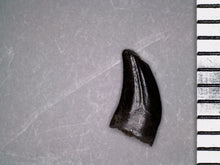 Load image into Gallery viewer, Rare Richardoestesia Fossil Tooth Raptor Relative from the Hell Creek .25 Inches!
