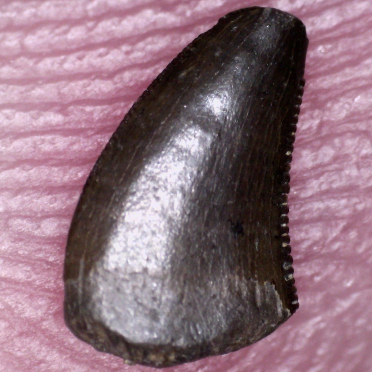 Richardoestesia Dinosaur Tooth for sale Raptor Relative – Jako's Fossil ...