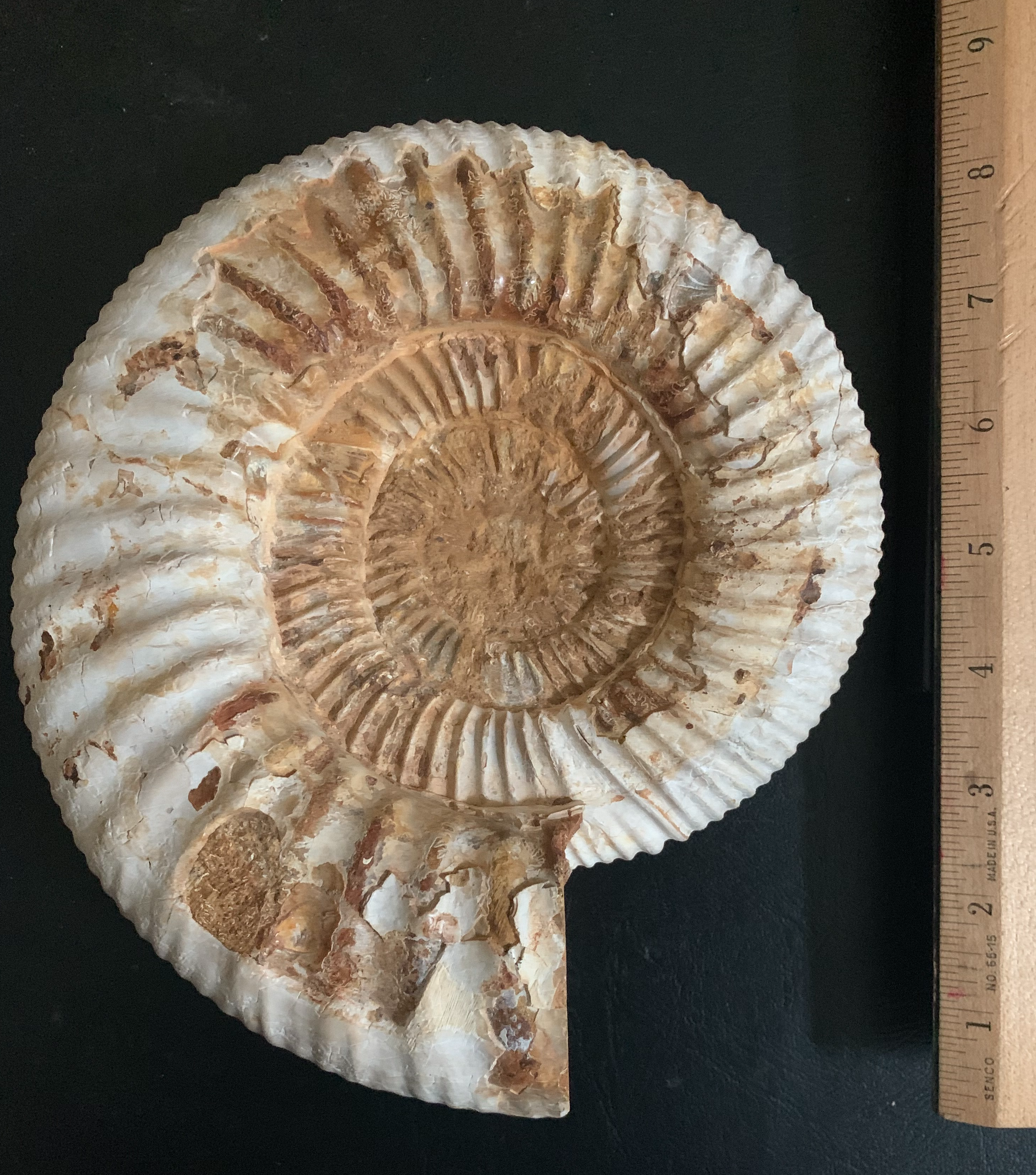 Extra Large Perisphinctes Ammonite from Madagascar 8 INCHES
