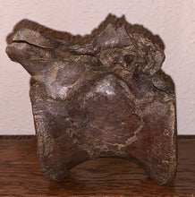 Load image into Gallery viewer, Rare Struthiomimus Fossil Caudal Vertebra Tail Bone from the Hell Creek 2.95 Inches!
