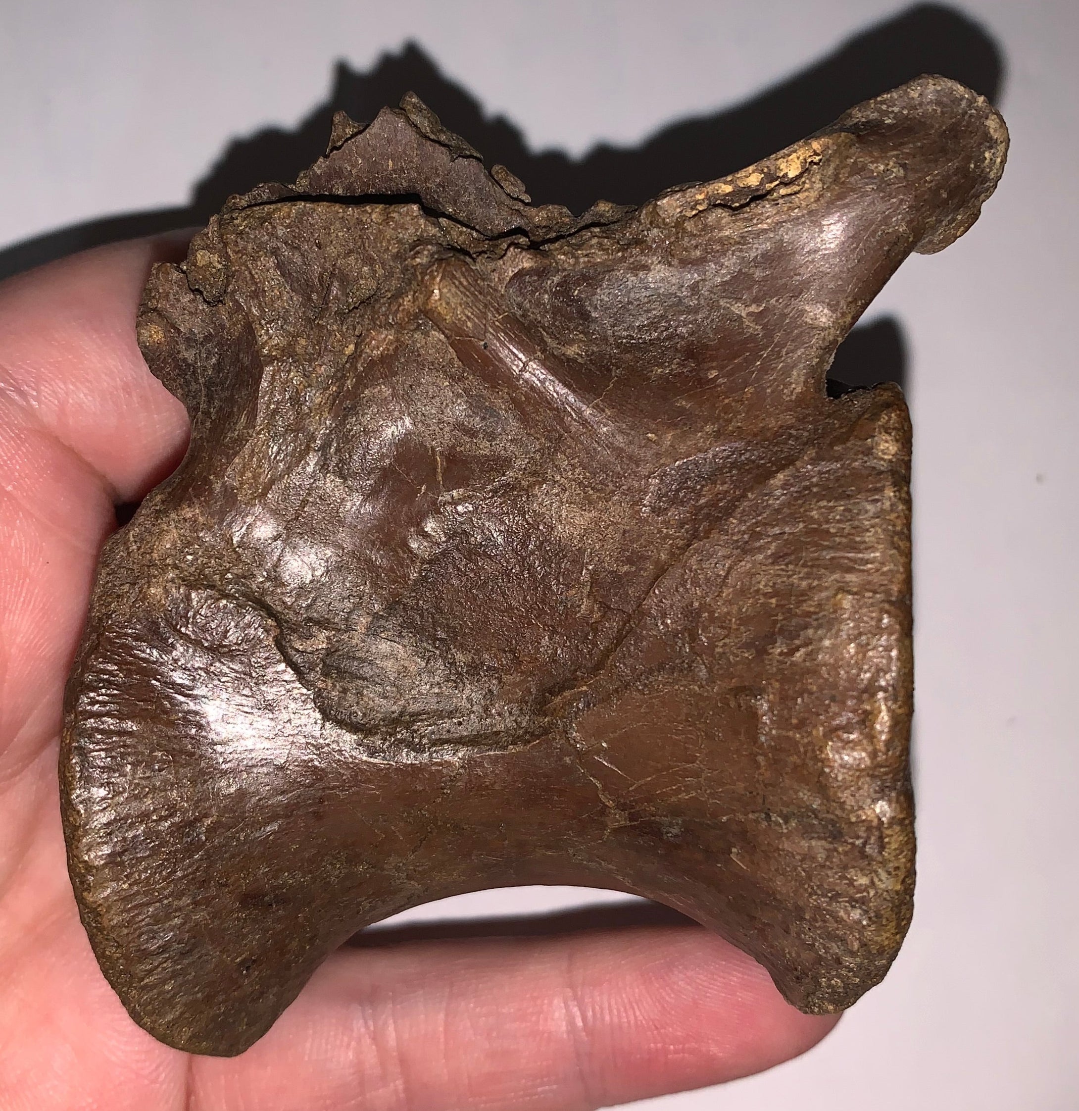 Rare Struthiomimus Fossil Caudal Vertebra Tail Bone from the Hell Creek 2.95 Inches!