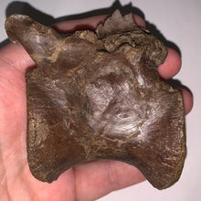 Load image into Gallery viewer, Rare Struthiomimus Fossil Caudal Vertebra Tail Bone from the Hell Creek 2.95 Inches!
