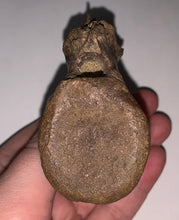 Load image into Gallery viewer, Rare Struthiomimus Fossil Caudal Vertebra Tail Bone from the Hell Creek 2.95 Inches!
