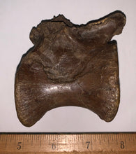 Load image into Gallery viewer, Rare Struthiomimus Fossil Caudal Vertebra Tail Bone from the Hell Creek 2.95 Inches!
