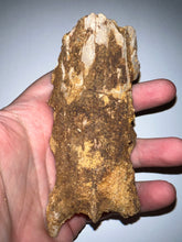 Load image into Gallery viewer, Rare Calamopleurus Africanus Dinosaur age Fossil Bowfin Fish Skull Bone 4.65 Inches
