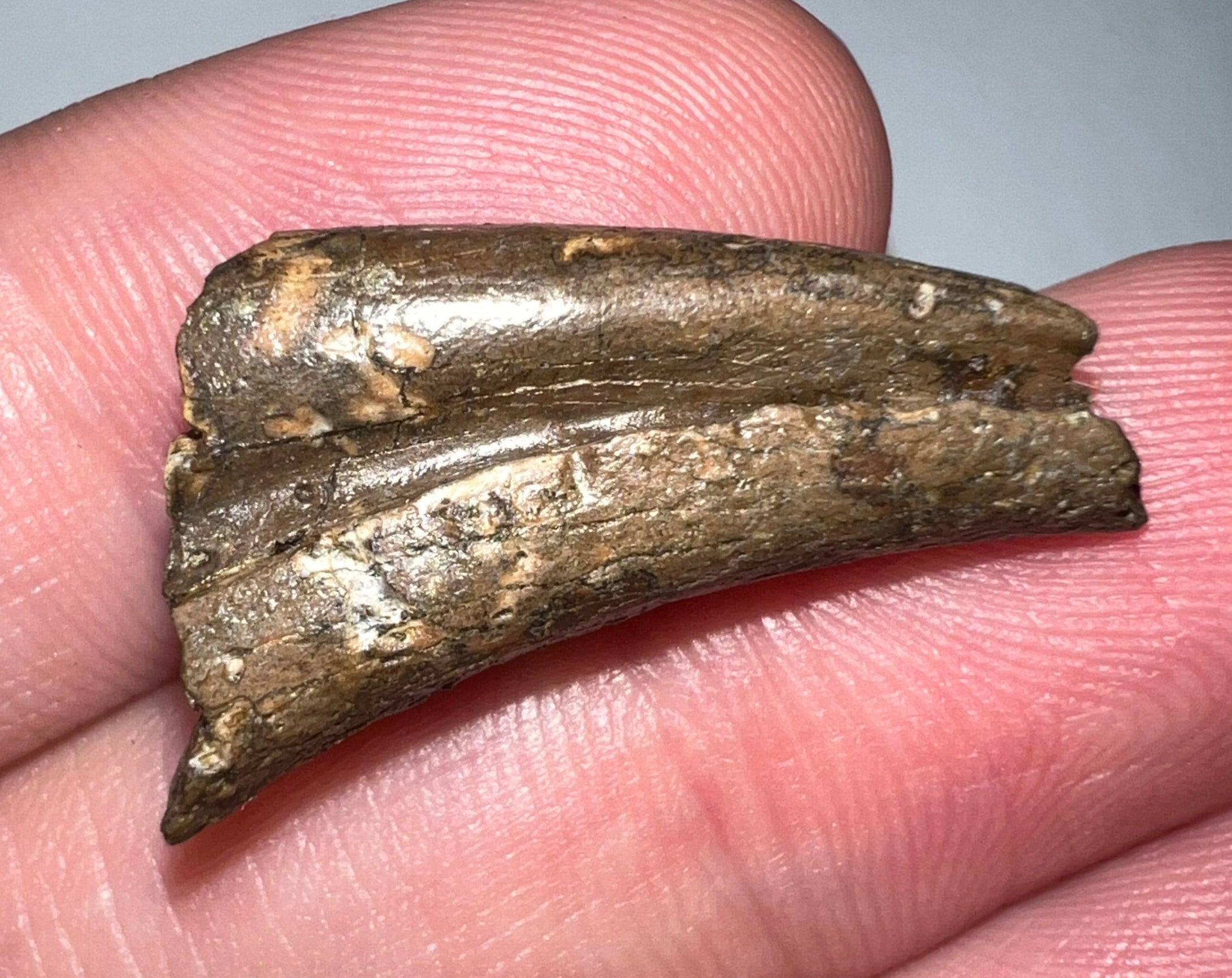 Struthiomimus Partial Dinosaur Claw for sale – Jako's Fossil Emporium