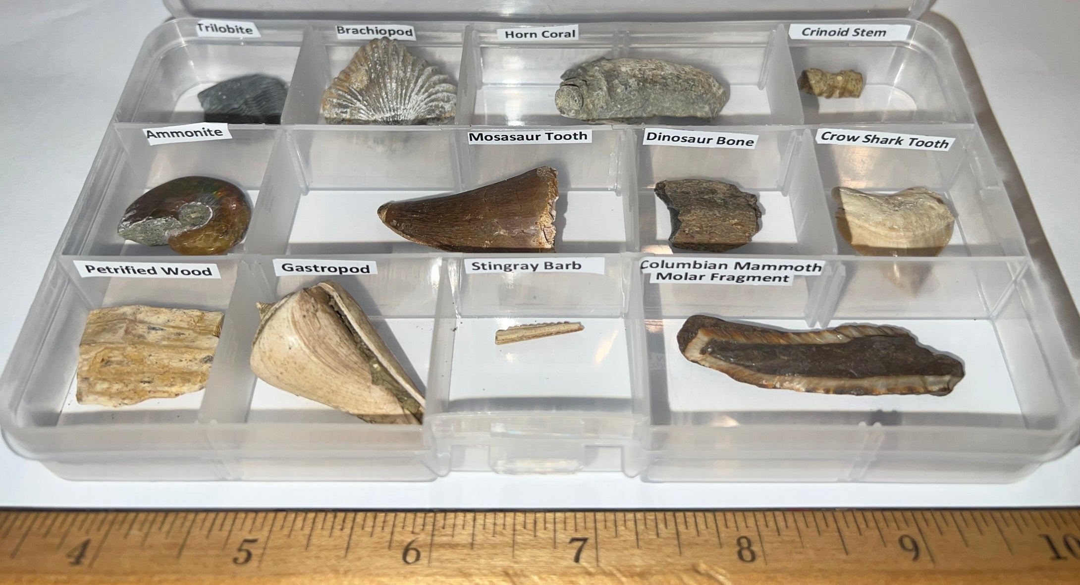 Beginner Collection of 12 labeled Fossils in a clear case. Includes Mosasaur Tooth, Dinosaur Bone Fragment, Mammoth Tooth Fragment and more!