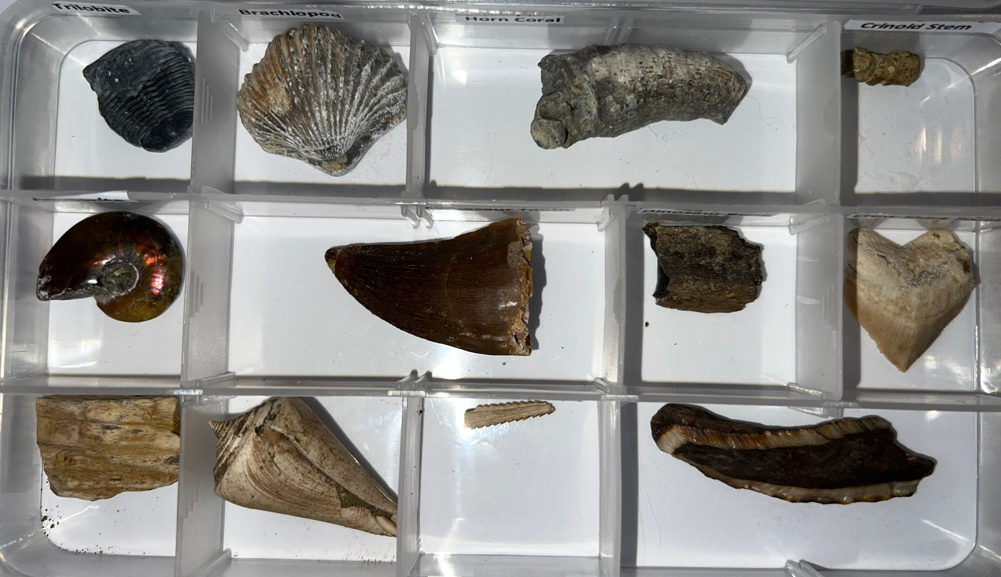 Fossil collections 2025 for sale