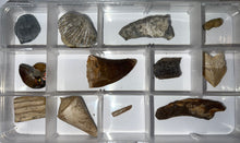 Load image into Gallery viewer, Beginner Collection of 12 labeled Fossils in a clear case. Includes Mosasaur Tooth, Dinosaur Bone Fragment, Mammoth Tooth Fragment and more!
